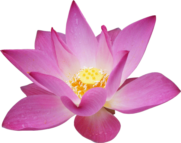 Цветы на белом фоне