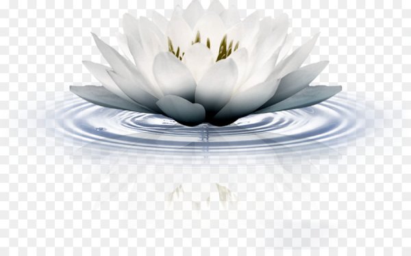 Лотос на белом фоне