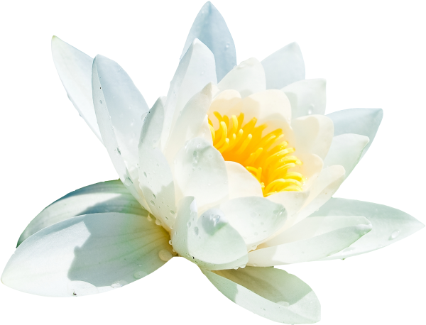 Лотос на белом фоне