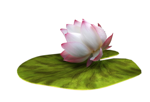 Кувшинка белая на белом фоне