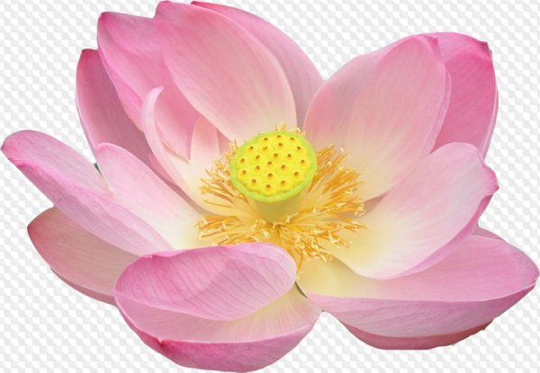 Розовый Лотос на белом фоне