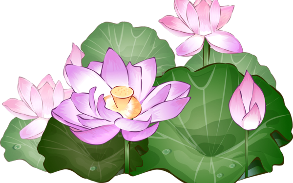 Лотос орехоносный рисунок