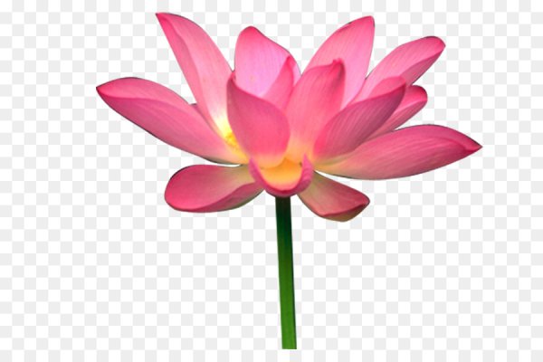 Лотос PSD
