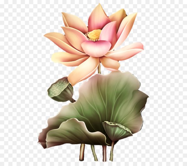 Лотос на прозрачном фоне