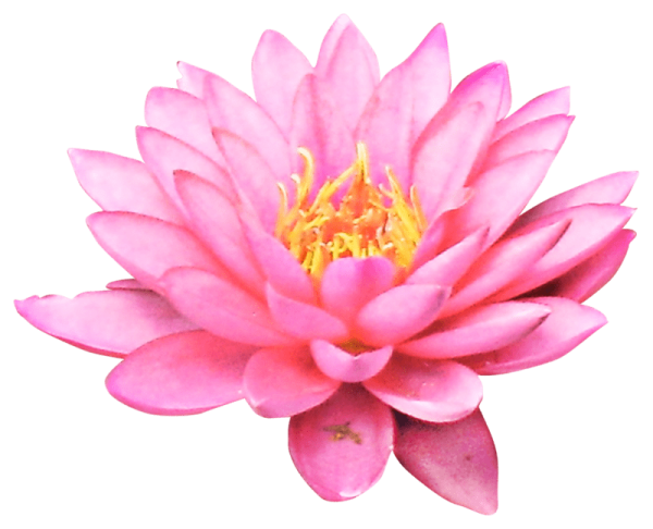 Кувшинка розовая