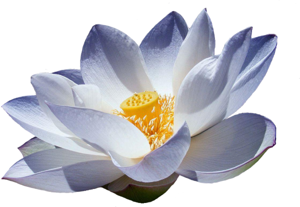 Белый Лотос на белом фоне