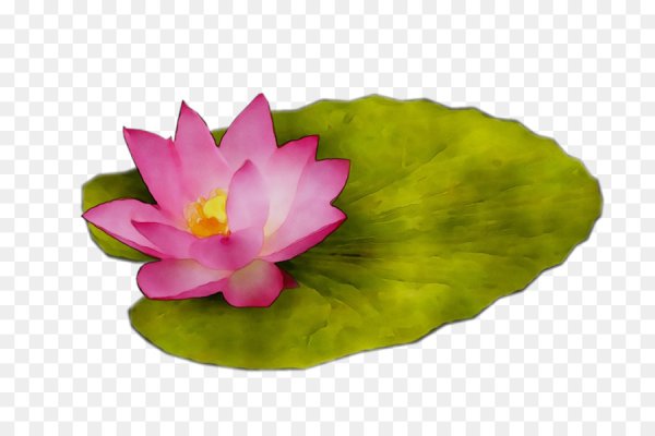 Цветок Nelumbo nucifera водяная Лилия