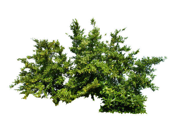 Рябинник рябинолистный Сэм