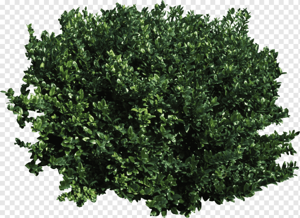 Bush кустарник