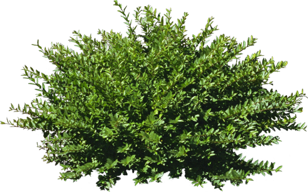 Кустарник на прозрачном фоне