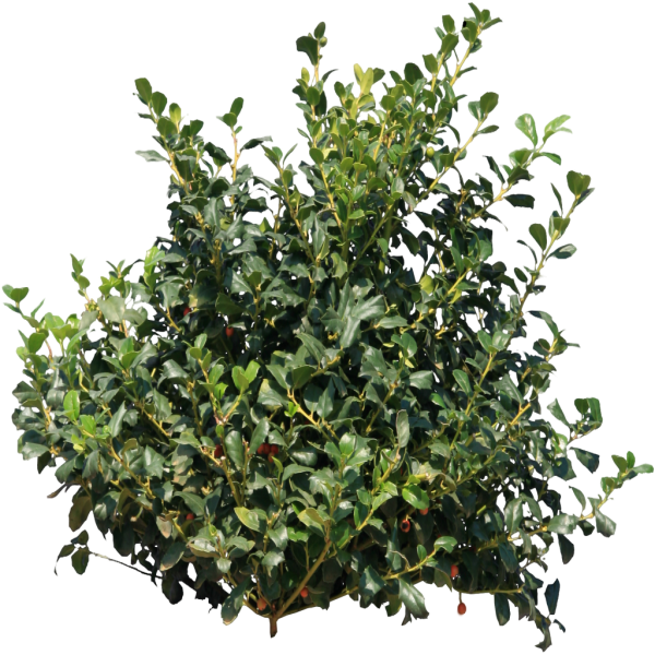 Кизильник блестящий бересклет