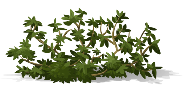 Куст иллюстрация