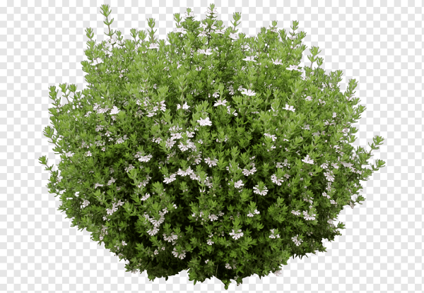 Жасмин почвопокровный