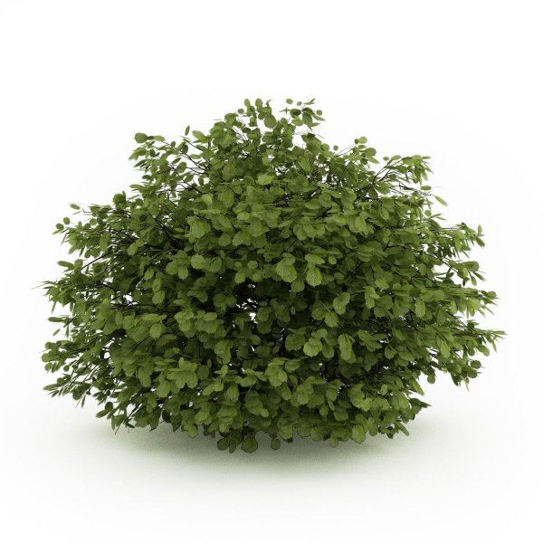 Лещина обыкновенная