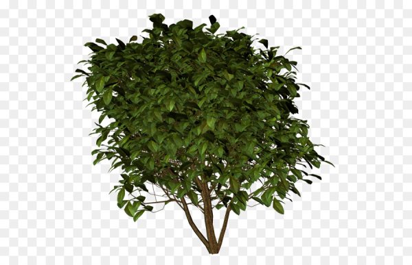 Кусты для фотошопа