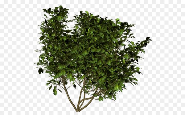 Арония кустарник Gyu