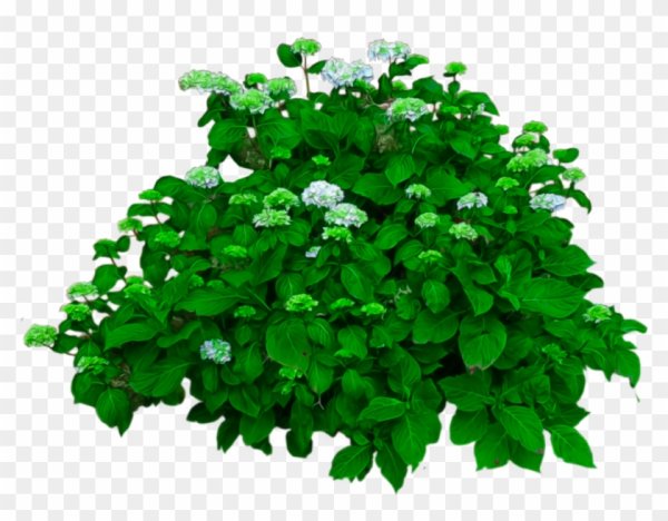 Куст белых цветов без фона