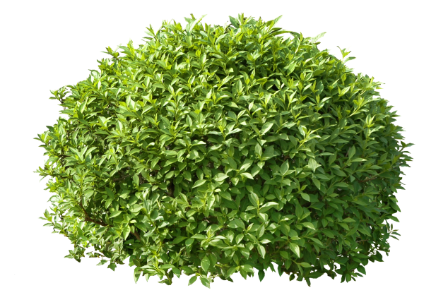 Дерен Вариегата