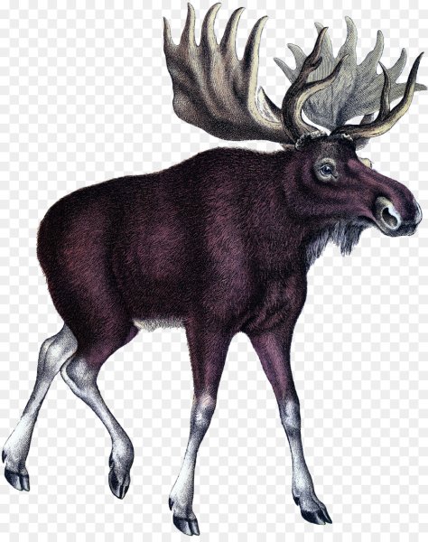 Лось на прозрачном фоне