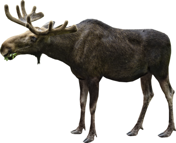 Лосиха на белом фоне