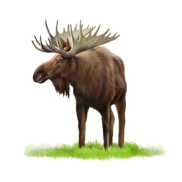 Лось на белом фоне