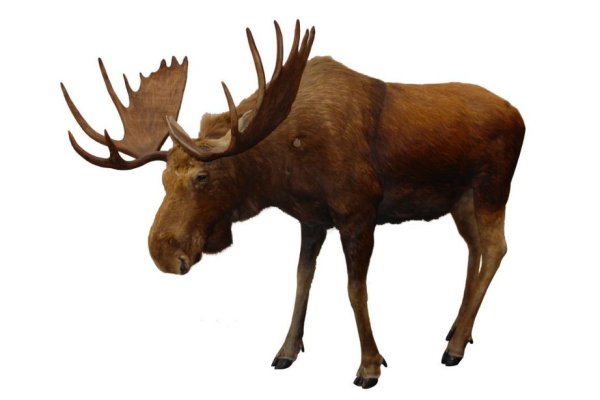 Лосиха на белом фоне