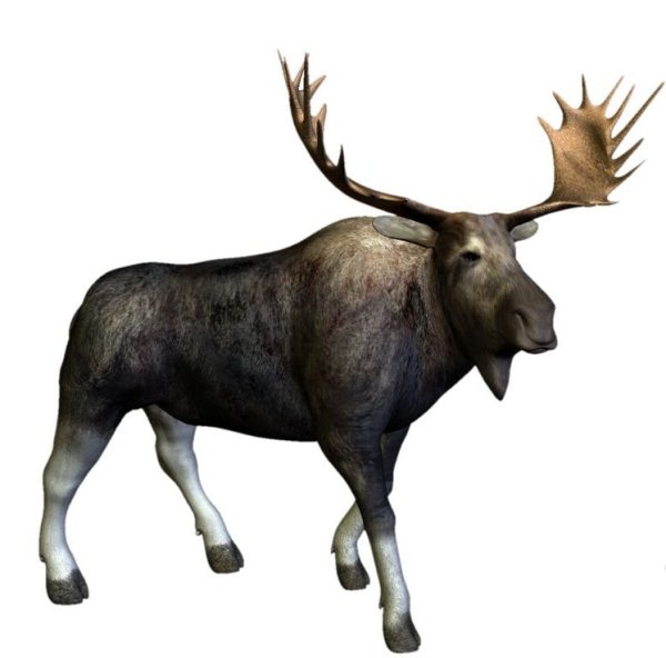 Лось на белом фоне