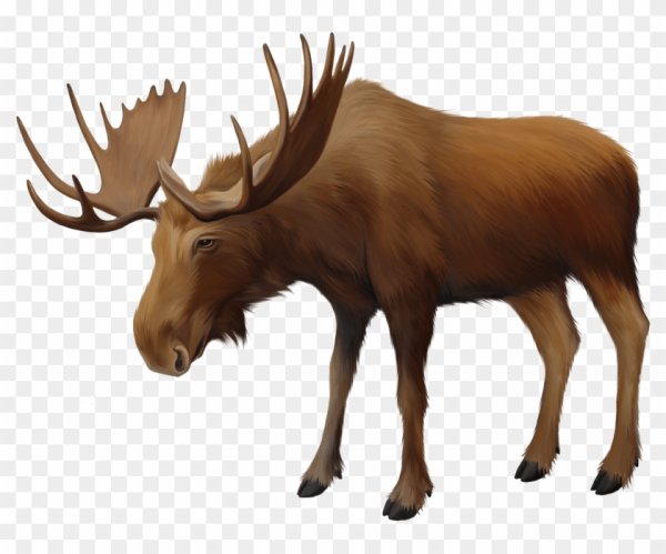 Лось на белом фоне