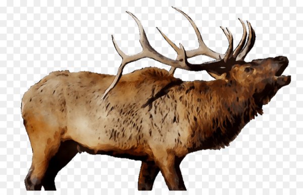 Лось на белом фоне