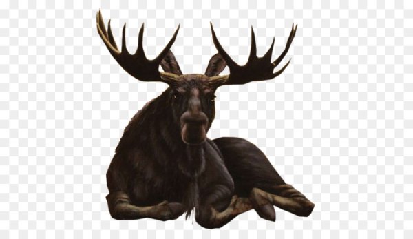 Лось на прозрачном фоне