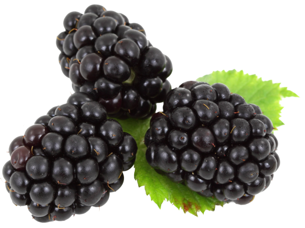 Boysenberry BLACKBERRY