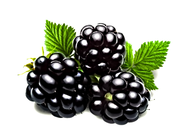 Ежевика импорт