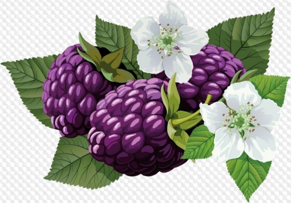 Ежевика иллюстрация