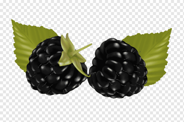 Ягодка ежевика