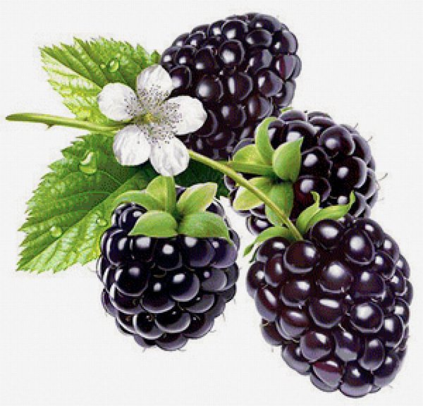 Лесные ягоды