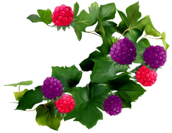 Куст ежевики вектор