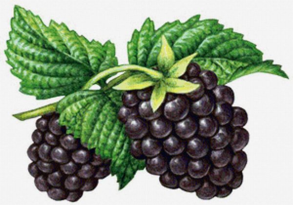 Ежевика для детей