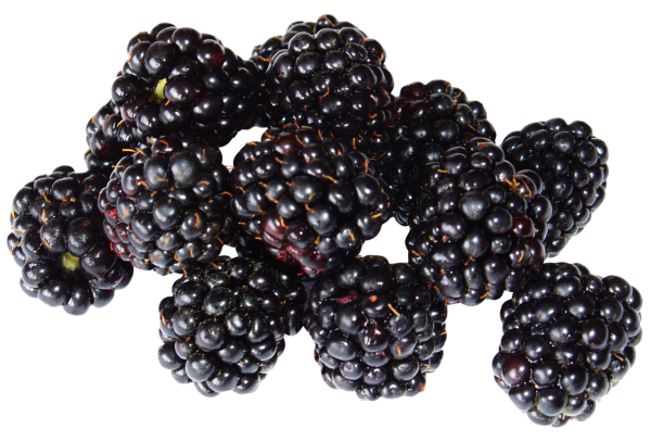 Ежевика Блэк Мэджик