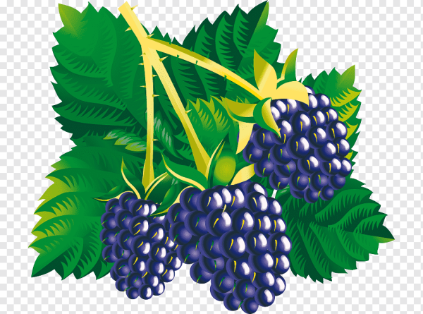 Ежевика для детей