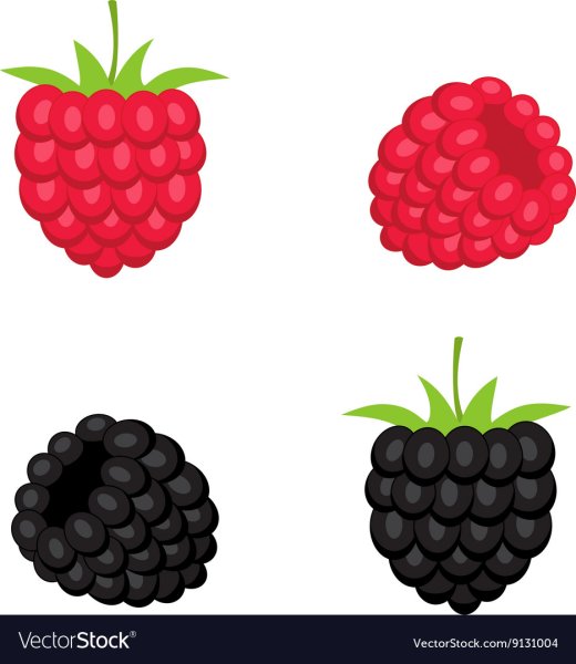 Ежевика и малина вектор
