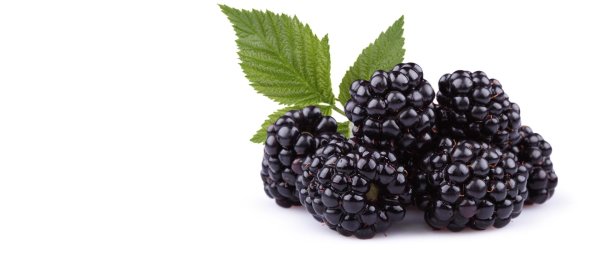 Ежевика куст