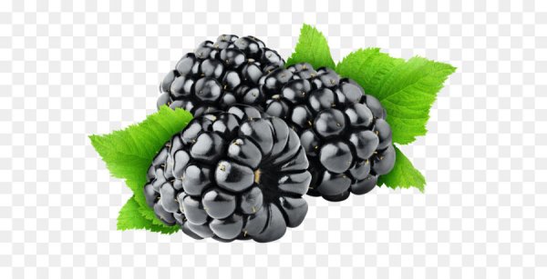 Ежевика на прозрачном фоне