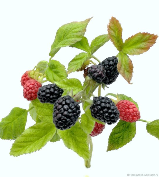 Ежевика на белом фоне