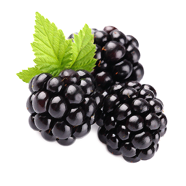 Ежевика куст