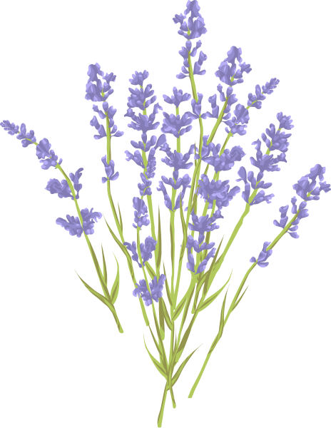 Веточка лаванды