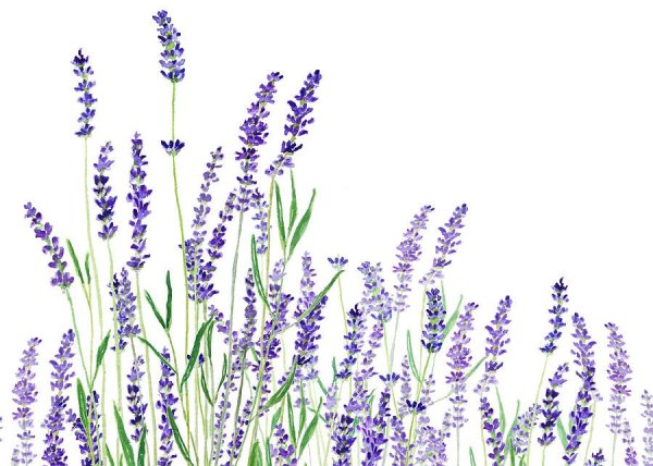 Полевые цветы на белом фоне