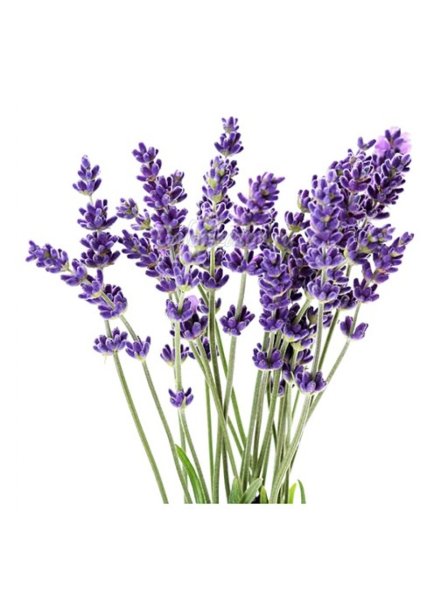Лаванда Прованс
