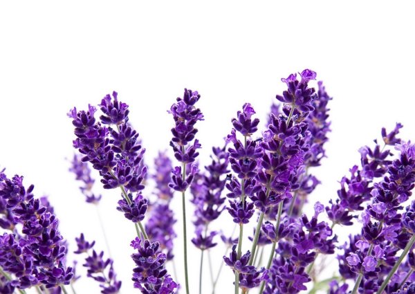 Лаванда Lavandula Folgate