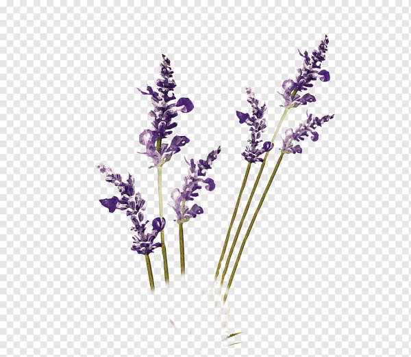 Лаванда без фона