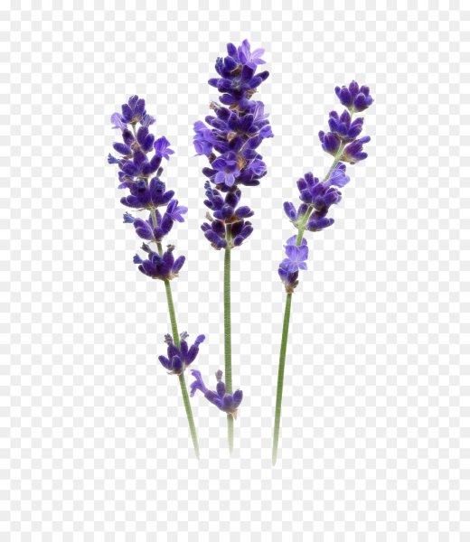 Ветка лаванды на прозрачном фоне